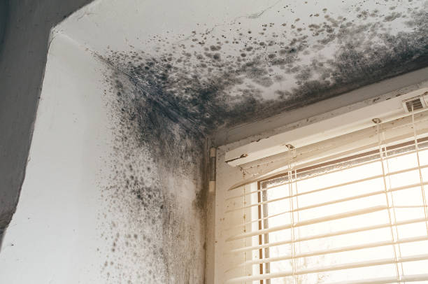 Affordable Mold Cleanup solutions in Wilson, NC